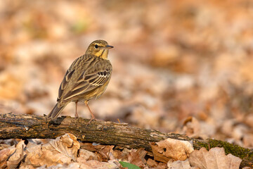 Świergotek drzewny (Anthus trivialis) © Grzegorz