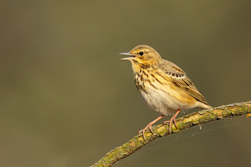 Świergotek drzewny (Anthus trivialis)