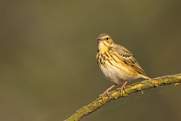 Świergotek drzewny (Anthus trivialis) © Grzegorz