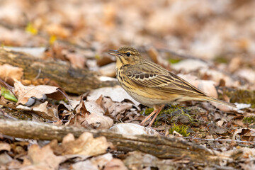 Świergotek drzewny (Anthus trivialis) © Grzegorz