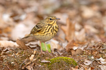 Świergotek drzewny (Anthus trivialis) © Grzegorz