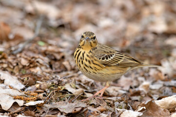 Świergotek drzewny (Anthus trivialis) © Grzegorz