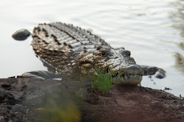 Naklejka premium _DSC5353.NEF