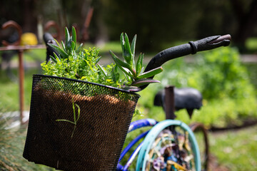 Vintage bicycle ride basket food garden