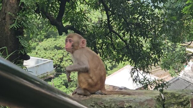 Rhesus macaque (Macaca mulatta) is a social, intelligent Old World monkey native to Asia, known for its adaptability to diverse environments, including urban settings. Odisha, India