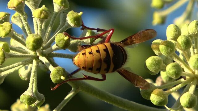 European hornet collecting nectar from ivy flowers
