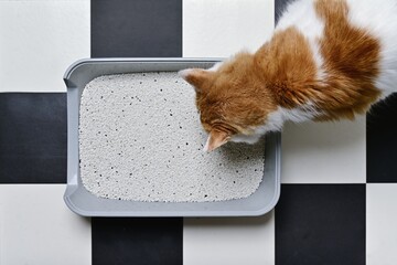 Cute tabby cat looking curious in a litter box, seen directly from above.	