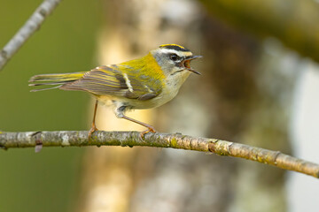 Zniczek (Regulus ignicapilla) © Grzegorz