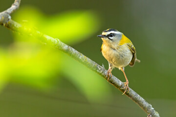 Zniczek (Regulus ignicapilla) © Grzegorz