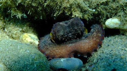 Common octopus (Octopus vulgaris) undersea, Aegean Sea, Greece, Halkidiki, Pirgos beach