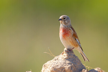 Makolągwa (Linaria cannabina) © Grzegorz