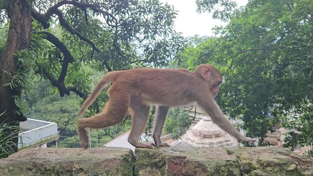 Rhesus macaque (Macaca mulatta) is a social, intelligent Old World monkey native to Asia, known for its adaptability to diverse environments, including urban settings. Odisha, India