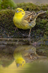 Trznadel (Emberiza citrinella)