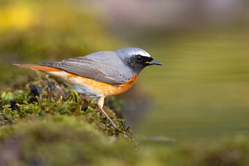 Pleszka (Phoenicurus phoenicurus) © Grzegorz