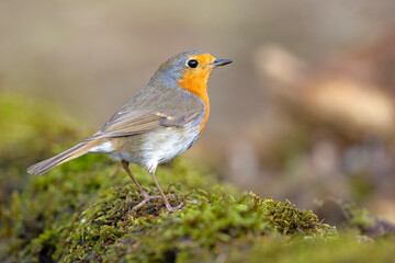 Rudzik (Erithacus rubecula) © Grzegorz