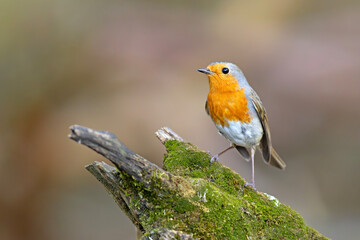 Rudzik (Erithacus rubecula) © Grzegorz