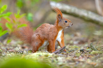 Wiewiórka pospolita (Sciurus vulgaris)