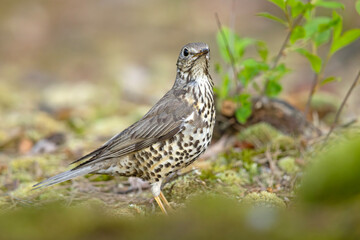 Paszkot (Turdus viscivorus) © Grzegorz
