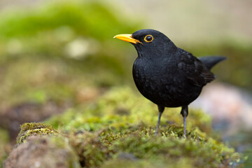 Kos (Turdu merula) © Grzegorz