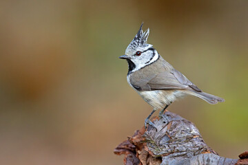 Czubatka (Lophophanes cristatus) © Grzegorz