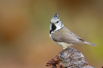 Czubatka (Lophophanes cristatus) © Grzegorz
