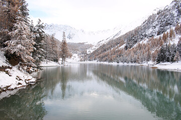The wonderful Orceyrette Lake in autumn with larch tree forest, Briancon, hautes alpes, french alps