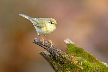 Piecuszek (Phylloscopus trochilus) © Grzegorz
