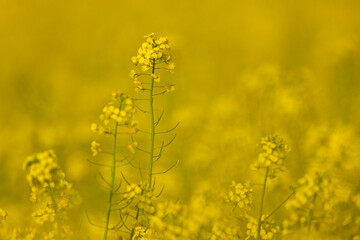 Kwiaty żółtego rzepaku na polu