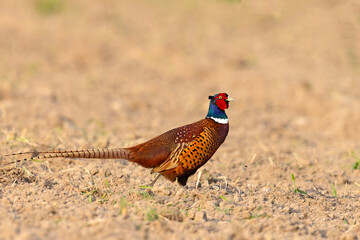 Bażant (Phasianus colchicus) © Grzegorz