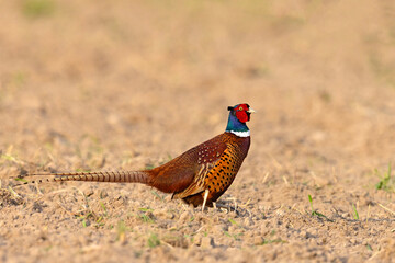 Bażant (Phasianus colchicus) © Grzegorz
