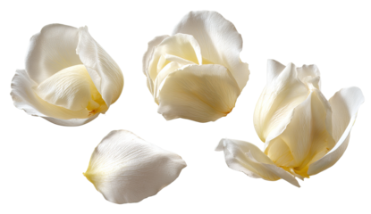 Close-up of four pale cream-colored rose petals, delicately arranged against a transparent background