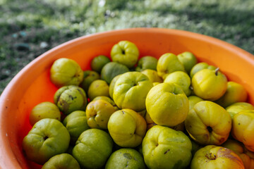 A detailed close-up of freshly harvested yellow quince fruits piled in an orange bucket, set against a blurred natural outdoor background.
