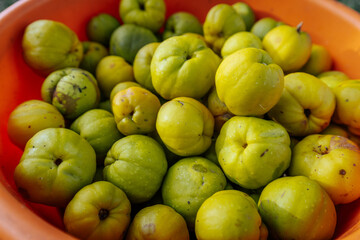A detailed close-up of freshly harvested yellow quince fruits piled in an orange bucket, set against a blurred natural outdoor background.