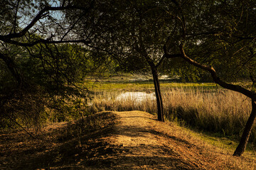 Naklejka premium Forest pathway in Sultanpur National Park, Haryana, India