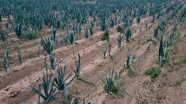 Field of leek vegetable. Ripe leeks growing in a field.