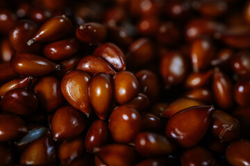 A detailed close-up of numerous shiny brown quince seeds, tightly packed and richly textured, highlighting their smooth surfaces and teardrop shape.