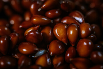 A detailed close-up of numerous shiny brown quince seeds, tightly packed and richly textured, highlighting their smooth surfaces and teardrop shape.