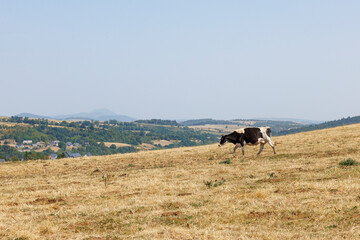 A dairy cow joining the herd in Besse-et-Saint-Anastaise, France