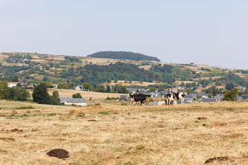 Dairy cows eating in a field at Besse-et-Saint-Anastaise, France