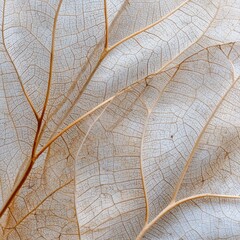 Close up of a dried leaf showing its intricate venation