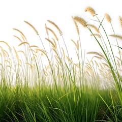 Fototapeta premium Tall ornamental grass plumes swaying gently in the breeze against a bright sky