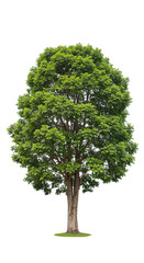 Obraz premium A large deciduous tree with a full canopy of lush green leaves isolated on a white background