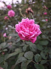 pink roses in garden