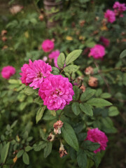 pink rose bush