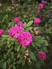 Obraz premium pink flowers in a garden in morinng