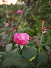 pink rose in garden