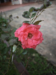 rose in the garden