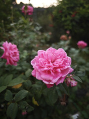 Obraz premium pink rose in garden