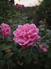 pink roses in a garden