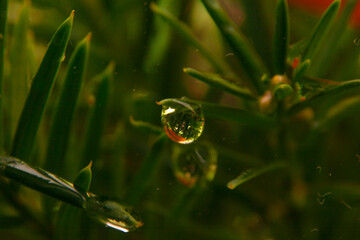 Waterdrop macro close up in the cold autumn morning